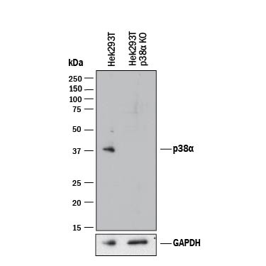 Western Blot Shows Human p38 alpha Specificity by Using Knockout Cell Line.