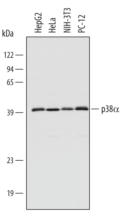 Detection of Human, Mouse, and Rat p38a antibody by Western Blot.