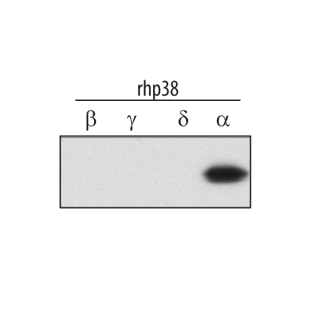 Detection of Human p38a antibody by Western Blot.